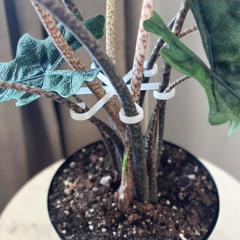 Plant Stem Support （4pcs)