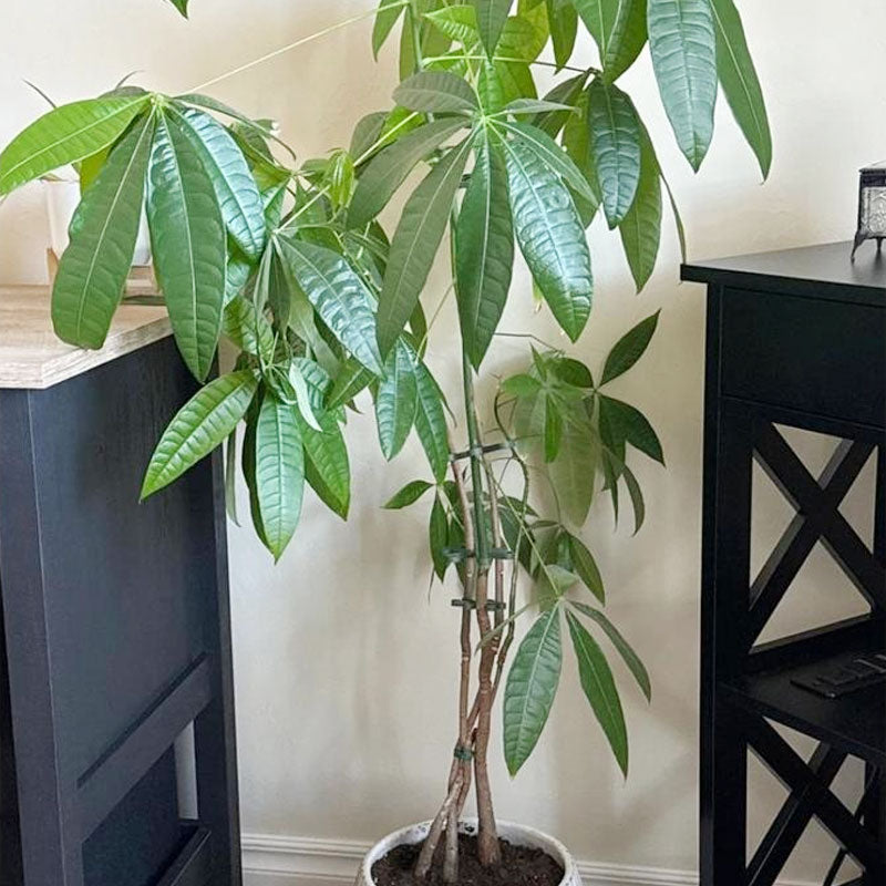 Plant Stem Support （4pcs)